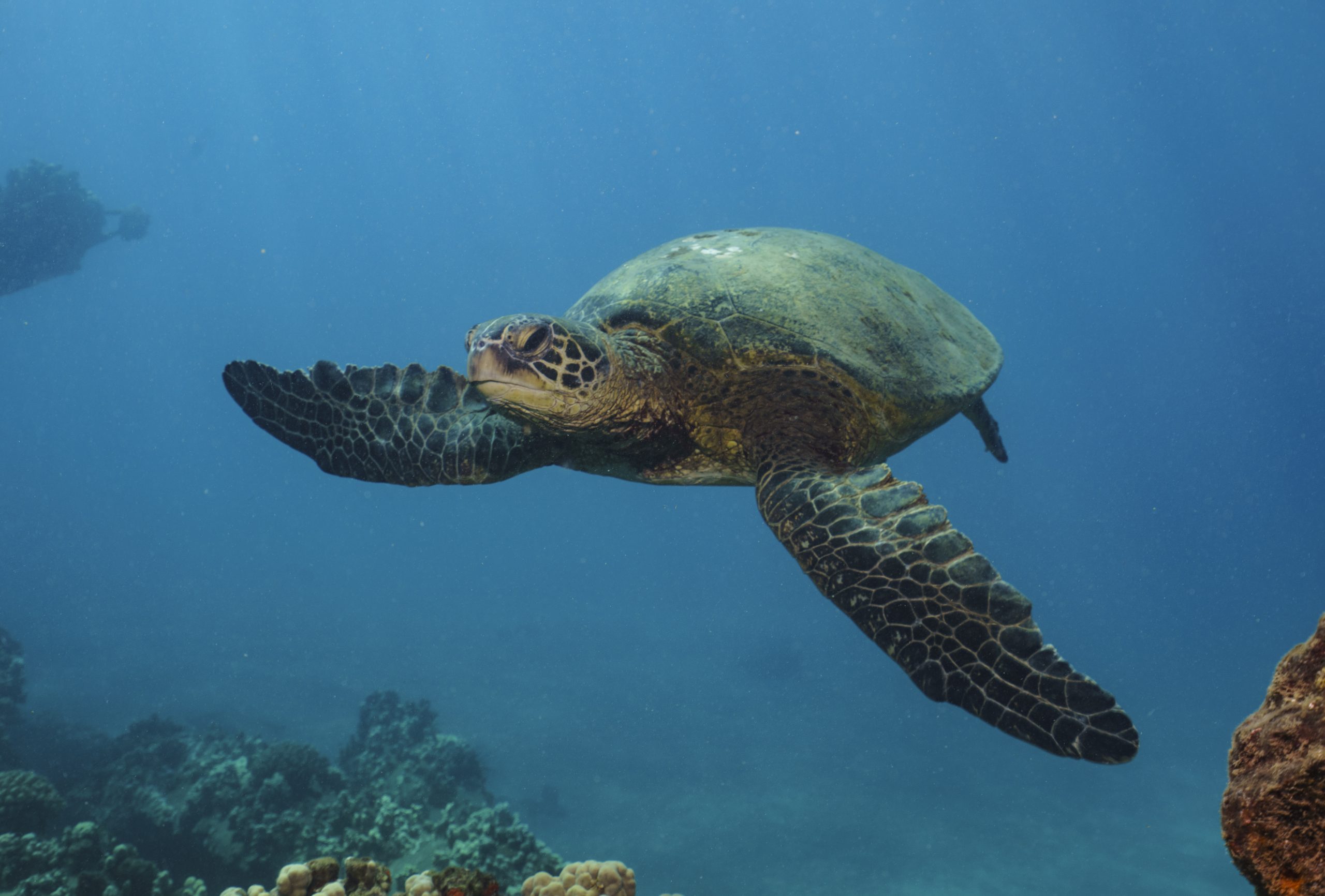 Turtle at Mala Ramp